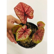 Keladi Thai Hybrid / Imported Thai Caladium Phayamol / RARE ID / Size M / Darth Maul Hybrid