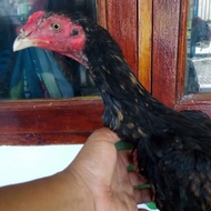 Ayam Jantan ShamoKhoy Trah jawara pukul Ko
