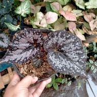tanaman hias begonia rex black