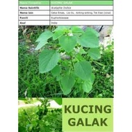 Pokok Galak Kucing/Herba.
