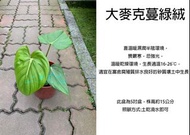 心栽花坊-大麥克蔓綠絨/5吋/綠化植物/室內植物/觀葉植物/售價450特價350