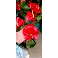 RED ALABAMA ANTHURUIM