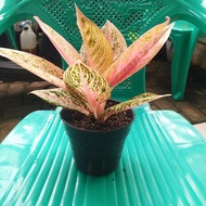 aglaonema legacy red