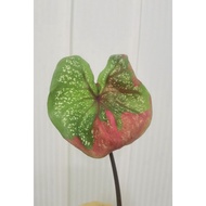 Caladium Red Beret plant