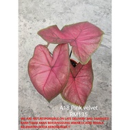 CALADIUM PLANT FOR SALE