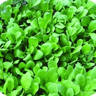 Arugula50 seeds germinate easy vegetable salad rock salad arugula cheapest 10g.☘️ Grown fast, delici