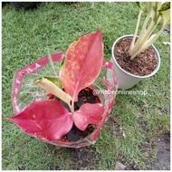 ▧(3) Aglaonema Semi-Rare Varieties Uprooted Live Plants (Luzon Only)