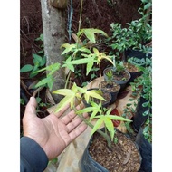 Pohon Green Maple Japanese/ Maple Hijau/ Bahan Bonsai Maple Hijau
