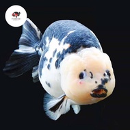 Ikan Hias Koki Ranchu Sapi Panda Cow Rancu Maskoki Sapi Air