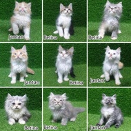 Kitten Persia 2.5 Bulan Lucu Anak Kucing Angora Anggora Flatnose