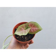 [READY STOCK] CALADIUM THAI HYBRID/KELADI THAI HYBRID