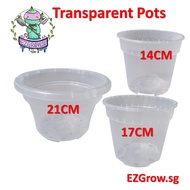 Transparent Pots for Plants | Home Gardening Pots | EZGrow.sg (SG stock)
