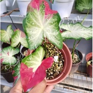 CALADIUM SHYCOOL / KELADI SHYCOOL LIPSTIK MERAH