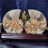 HOJB Natural Madagascar Ammonite Fossil Shell Ornament (Pair)109x140mm(580g) 聚寶軒天然马达加斯加"六六大顺"发达螺摆件(对