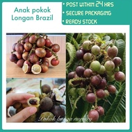 PBN - anak pokok longan Brazil hybrid - pokok bunga nursery matao buah tiga rasa cepat berbuah mata kucing fruit sapling