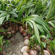 Anak Pokok Kelapa Tacunan