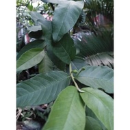 Guava leaves ( 60 pcs )