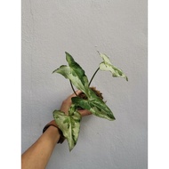 Kokedama  Syngonium Albo / 3 Kings