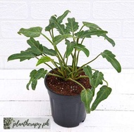 Philodendron Xanadu (Small) - Free pot and white pebbles