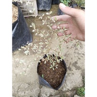 African Talisay Variegated Small size (garden decor)