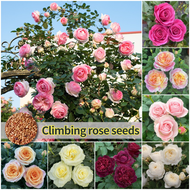 ปลูกง่าย เมล็ดสด100% เมล็ดพันธุ์ ปีนกุหลาบ บรรจุ 100เมล็ด คละสี Mix Color Climbing Rose Flower Seeds for planting เมล็ดดอกไม้ บอนสีราคาถูก เมล็ดบอนสี ต้นไม้มงคล บอนสี ดอกไม้ปลูกสวยๆ เมล็ดพันธุ์ดอกไม้ ไม้ประดับ ไม้ดอก พันธุ์ดอกไม้ ดอกไม้ปลูก แต่งบ้านและสวน