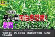 THS045 Powdered Chuan Xin Lian ( Hempedu Bumi ) 穿心莲 (蛇草)已磨粉 100g/bottle Andrographis Paniculata Natu