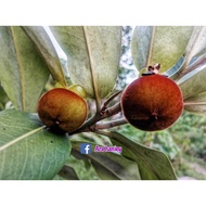 pokok seralat graft/mentega kawin