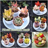 [100% Original Seed] 70pcs Mixed Succulent Seeds for Sale Bonsai Seeds for Planting Flowers Garden Flower Plant Seeds