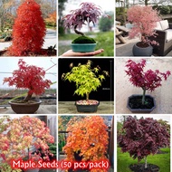 50 PCS Mix Maple Tree Seed American Red Maple Seeds Live Flower Seeds for Planting Benih Pokok Bunga Pokok Bunga Hidup