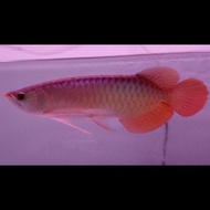 ikan arwana super red spesial