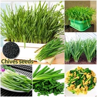 150pcs Fresh Chinese Chives Seeds High Yield Organic Vegetable Seeds for Planting Vegetables Seeds f