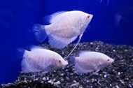 ALBINO KALOI/ALBINO GIANT GOURAMI/LIVE FISH/IKAN HIASAN /ORNAMENTAL FISH /AQUARIUM NEED /READY STOCK