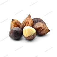 BUAH SALAK / SNAKE FRUIT ( 500G & 1KG )