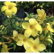 Keratan POKOK ALAMANDA / BENIH ALAMANDA - KWY