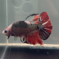 cupang hmpk red koi cooper gold thailand real pict