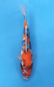 Ikan Koi Import Showa Isa (code27)