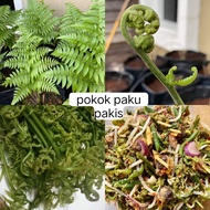 pokok paku pakis pucuk paku+freegif🎁✅