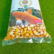 Jual benih jagung hiprida bisi 2 tongkol kemasan 5 kg