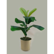 FIDDLE FIG BAJET LAWO