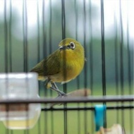 Burung Pleci Dakun Garut Gacoran