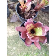 Bromeliad Dartanion/Mini Bromeliad