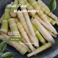 Anak Pokok Buluh Madu / Rebung Madu