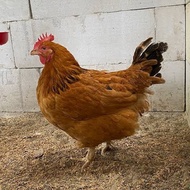 Telur Fertil Ayam Merawang