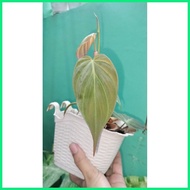 § Live Plant Philodendron MICANS
