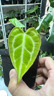 Anthurium 雜交花燭 PAPI x 鑽石