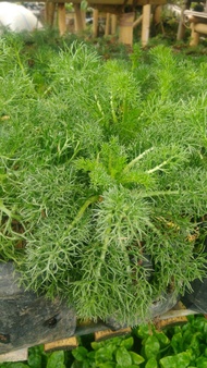 Tanaman Herbal (camomile)