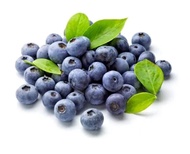 Fresh Blueberry / 蓝莓 / Beri Biru