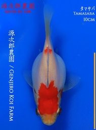Ikan Koi Import Tamasaba 10Cm Genjiro Koi Farm Putraanson