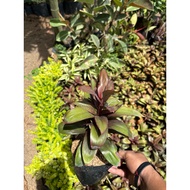 Dwarf T plant (ROOTED️)