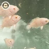 PUMA FISH AQUATIC Ikan Oscar Albino Putih 3 cm untuk Akuarium Hiasan Ikan Hias Berkualitas Garansi P